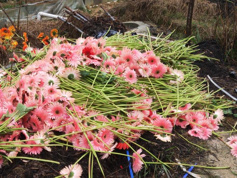 花農不得不忍痛把花期已過的鮮花采摘扔掉（區農業農村局供圖）2.jpg