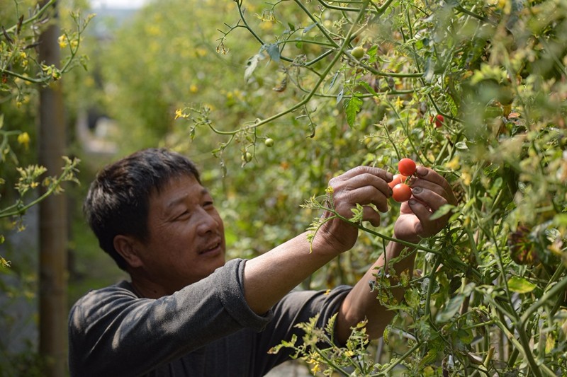 位于后溪小西紅柿種植棚內，老板在挑選采摘成熟西紅柿（林志杰攝影）-4.jpg