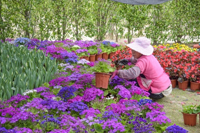 位于新加坡園的郁金香花展正在緊張布置中（林志杰攝影）-4.jpg