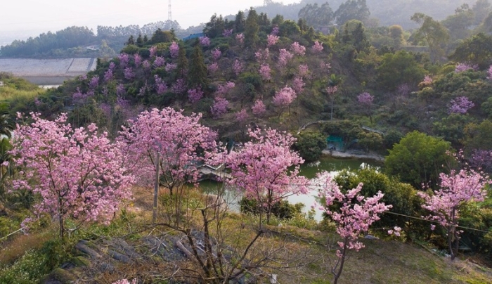 灌口鎮東輝村益莊楊梅園內1500多株櫻花進入盛開期（林志杰攝影）-4 (7).jpg